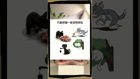 你知道猫吃生骨头和肉有什么好处吗#可爱的宠物#猫#猫#喵星#血肉#科普