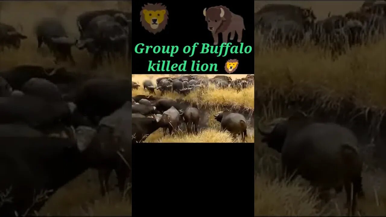 Group of buffalo killed lion 🦁#shorts #youtubeshorts