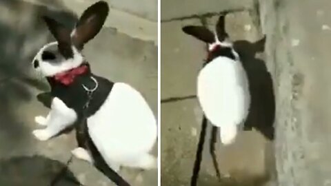 Bunny takes owner for a walk