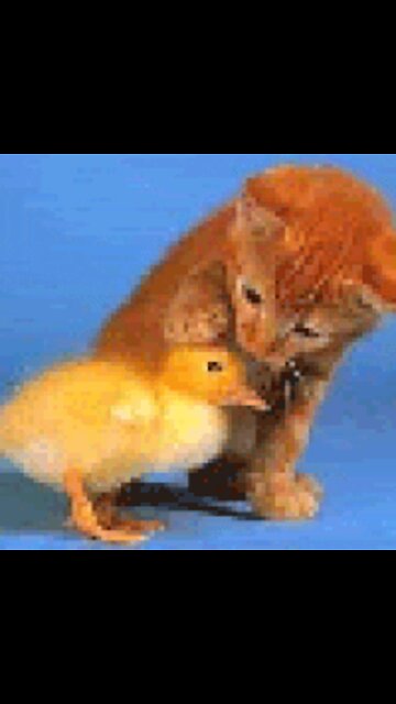 Ducks and Cats