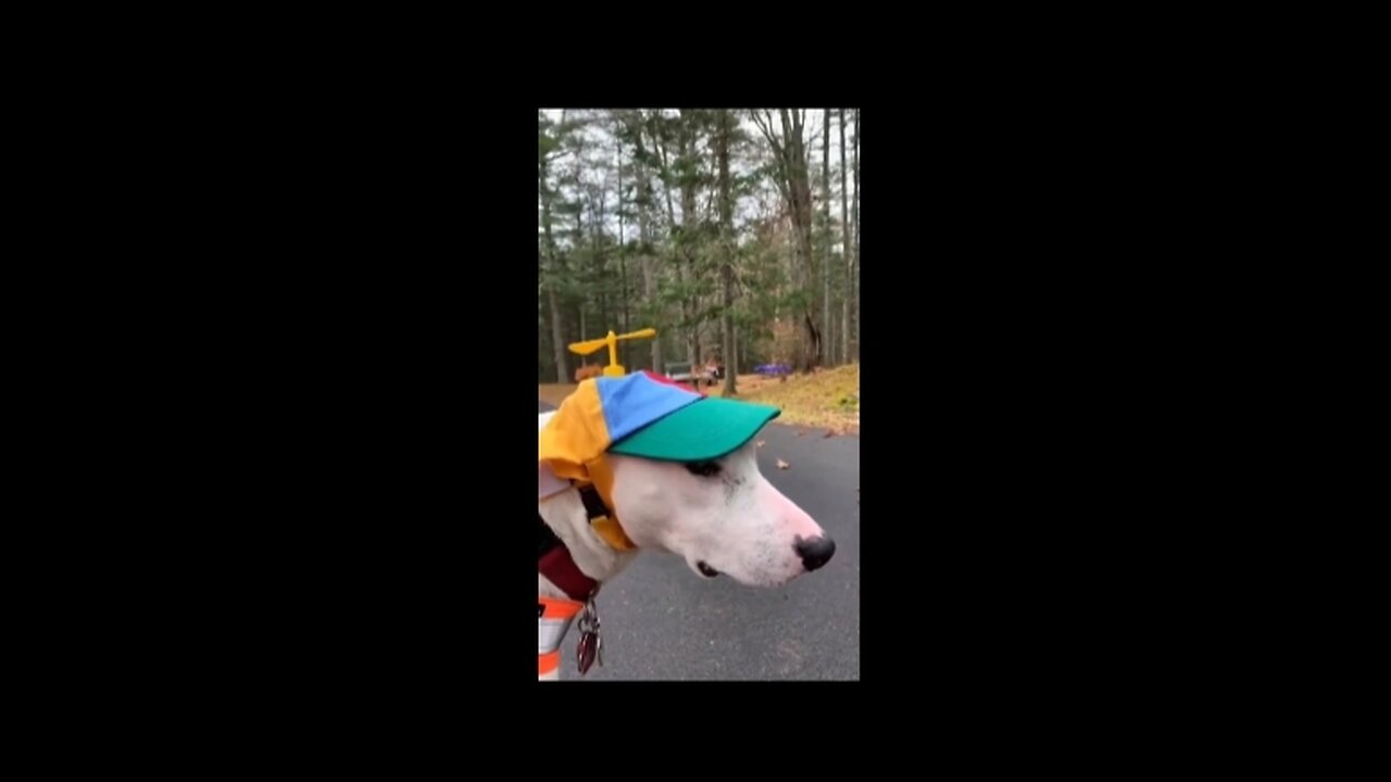 Try-not-to-laugh 😂-funny-animals-ever.