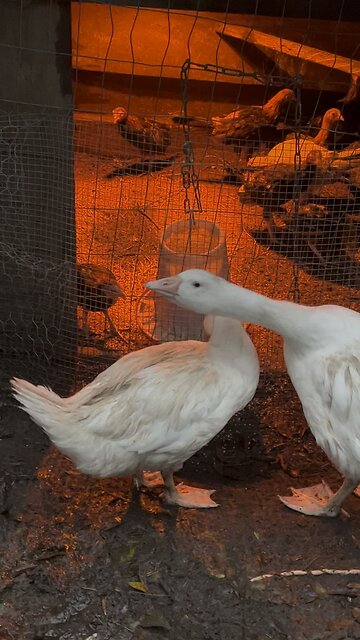 Few of the bigger chicks 🐣