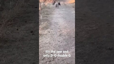 It's the one and only D-O double G...black sheep