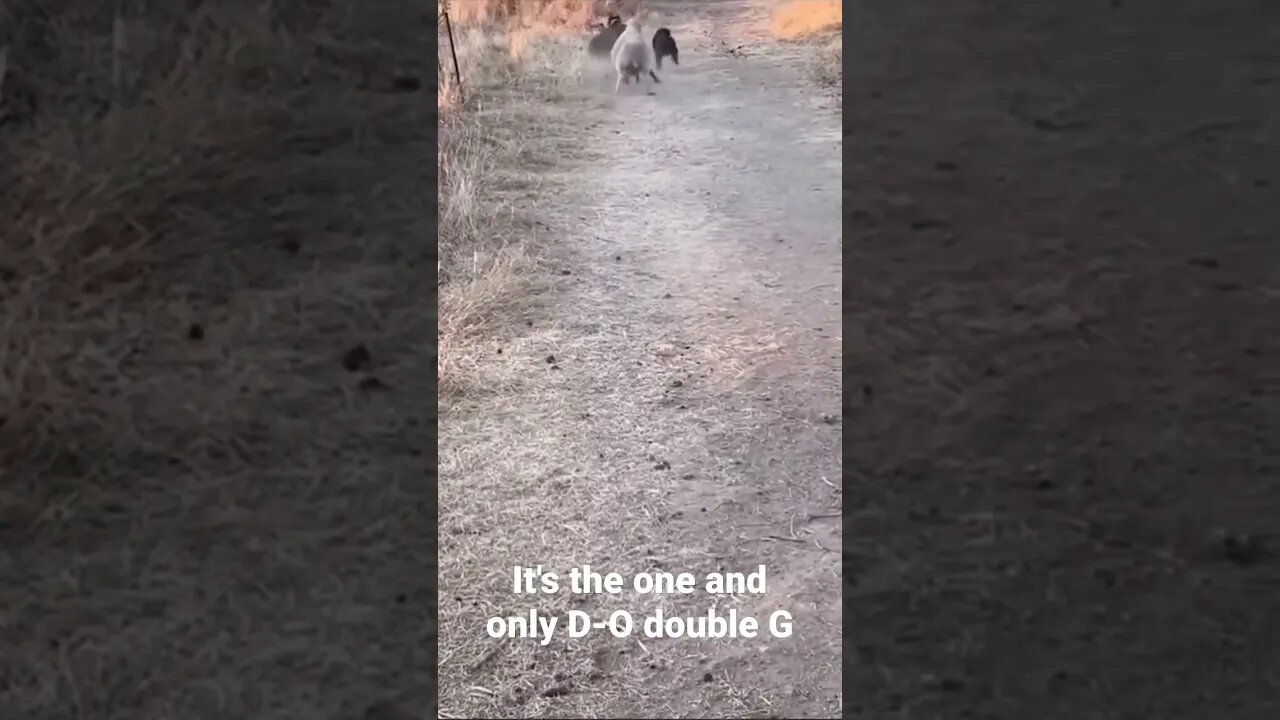 It's the one and only D-O double G...black sheep