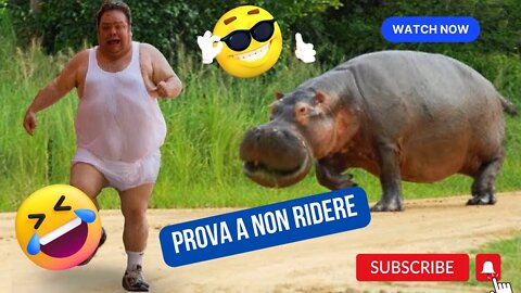 🤭😂🤣 Animali divertenti per bambini e adulti | prova a non ridere 🤭😂🤣