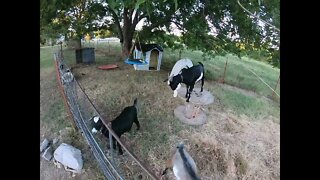 Silly Goats Playing at Gordon Ranch