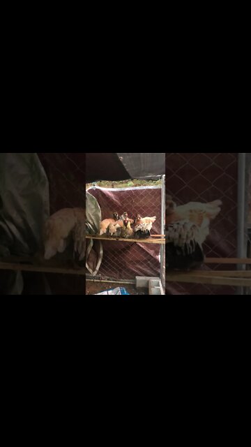 The hens are in a pen because we have too many roosters