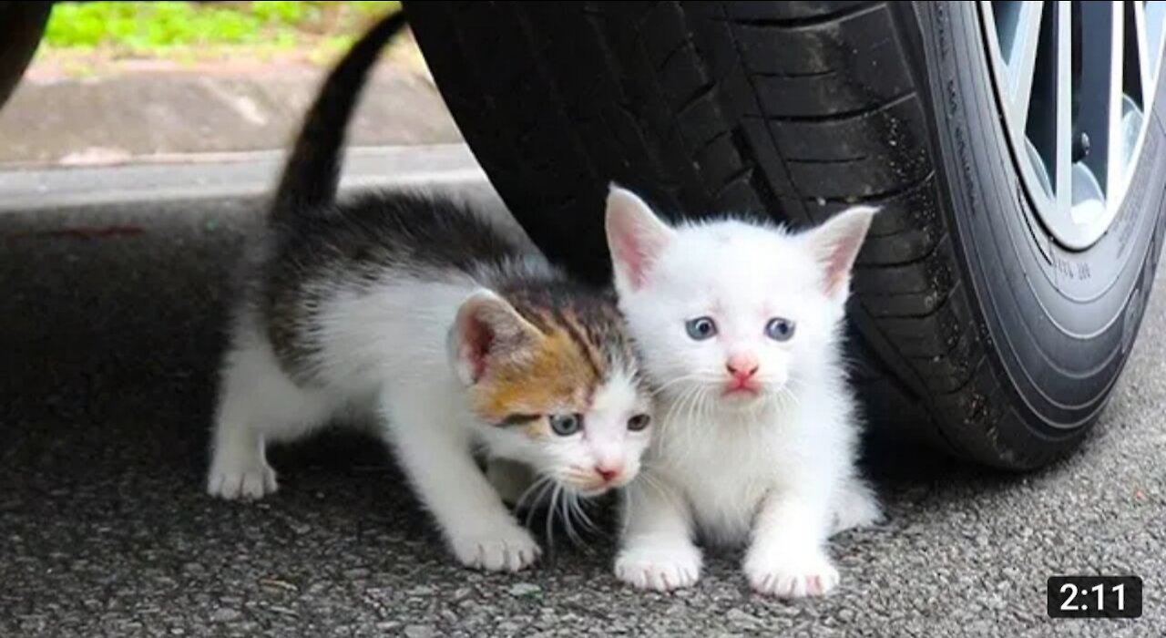 Experiment car vs baby cats/kitten , car vs toys, crushing crunchy and soft things by car vs kitty