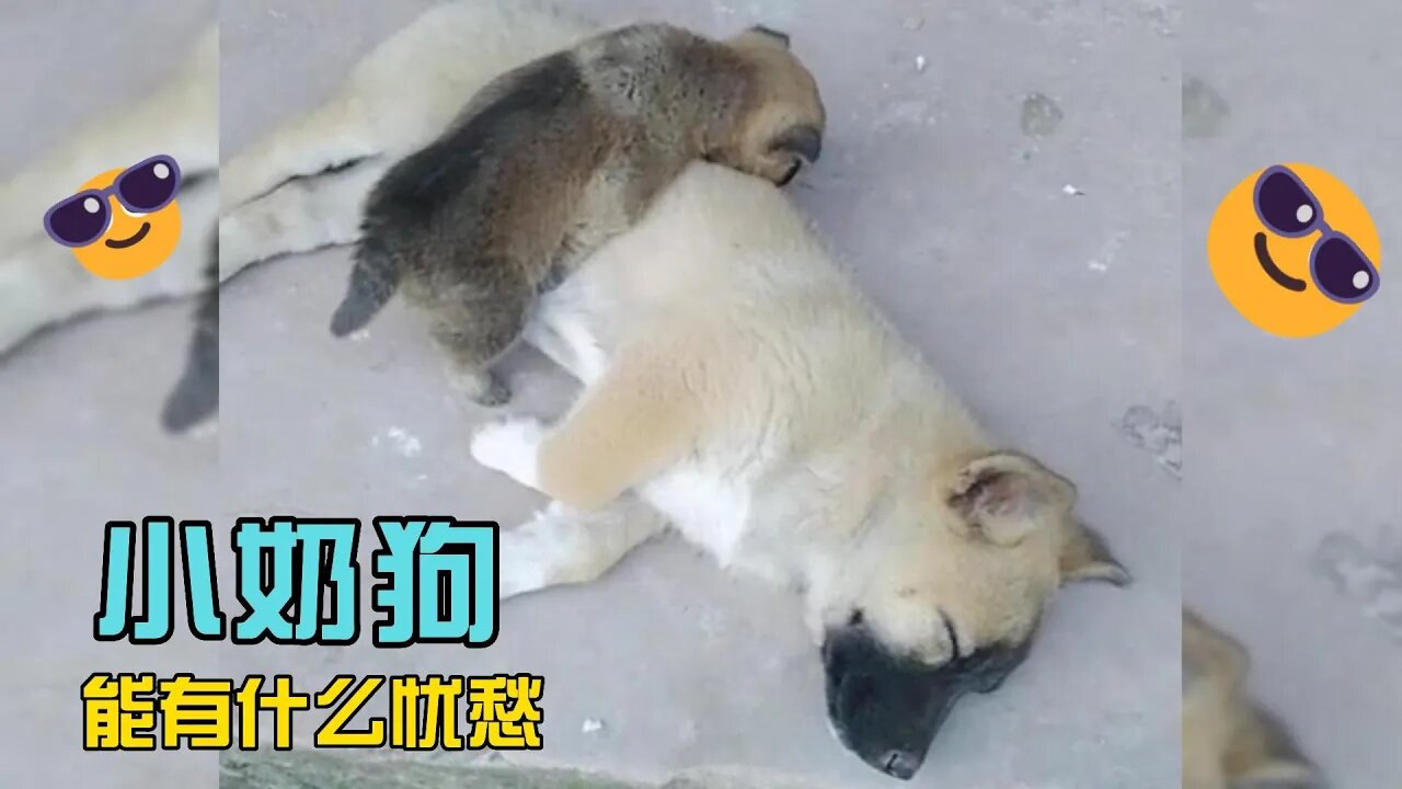 小狗和母鸡打架,被母鸡叨的滋味是什么?