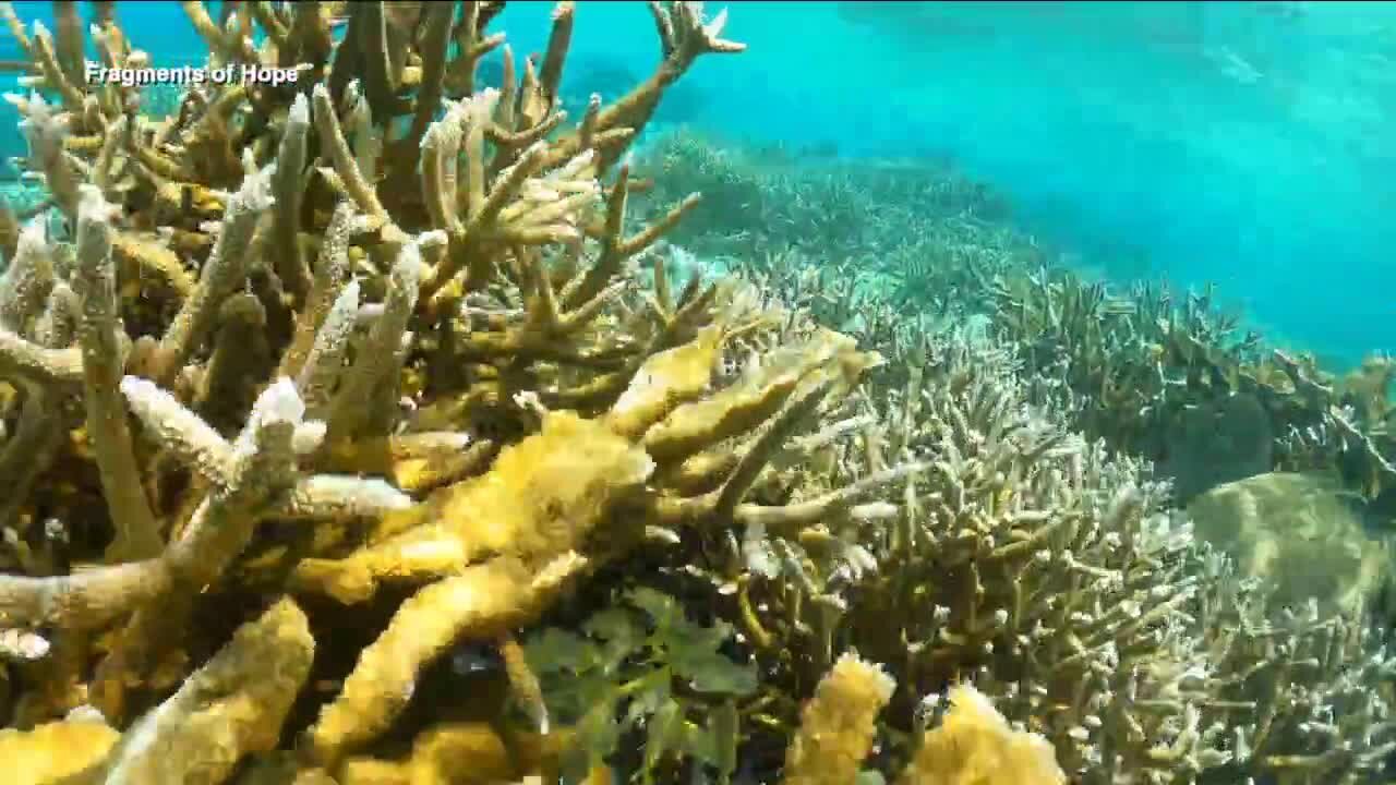 $20 million grant awarded to USF for coral reef, mangrove ecosystem protection