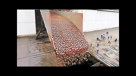 The Reason They're Killing Billions of Crabs Will Amaze You
