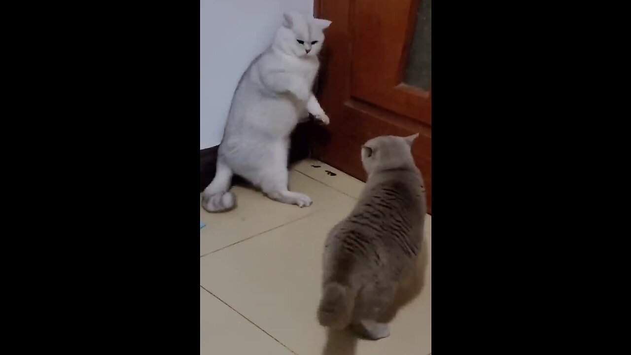 Funny cat fight 😂😂😂 enjoy