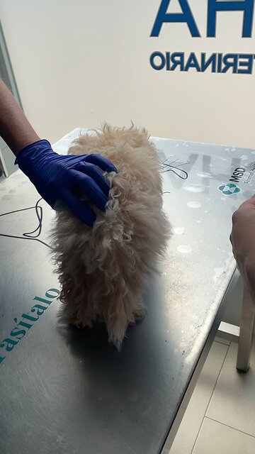 Maltipoo puppy receives her second vaccination