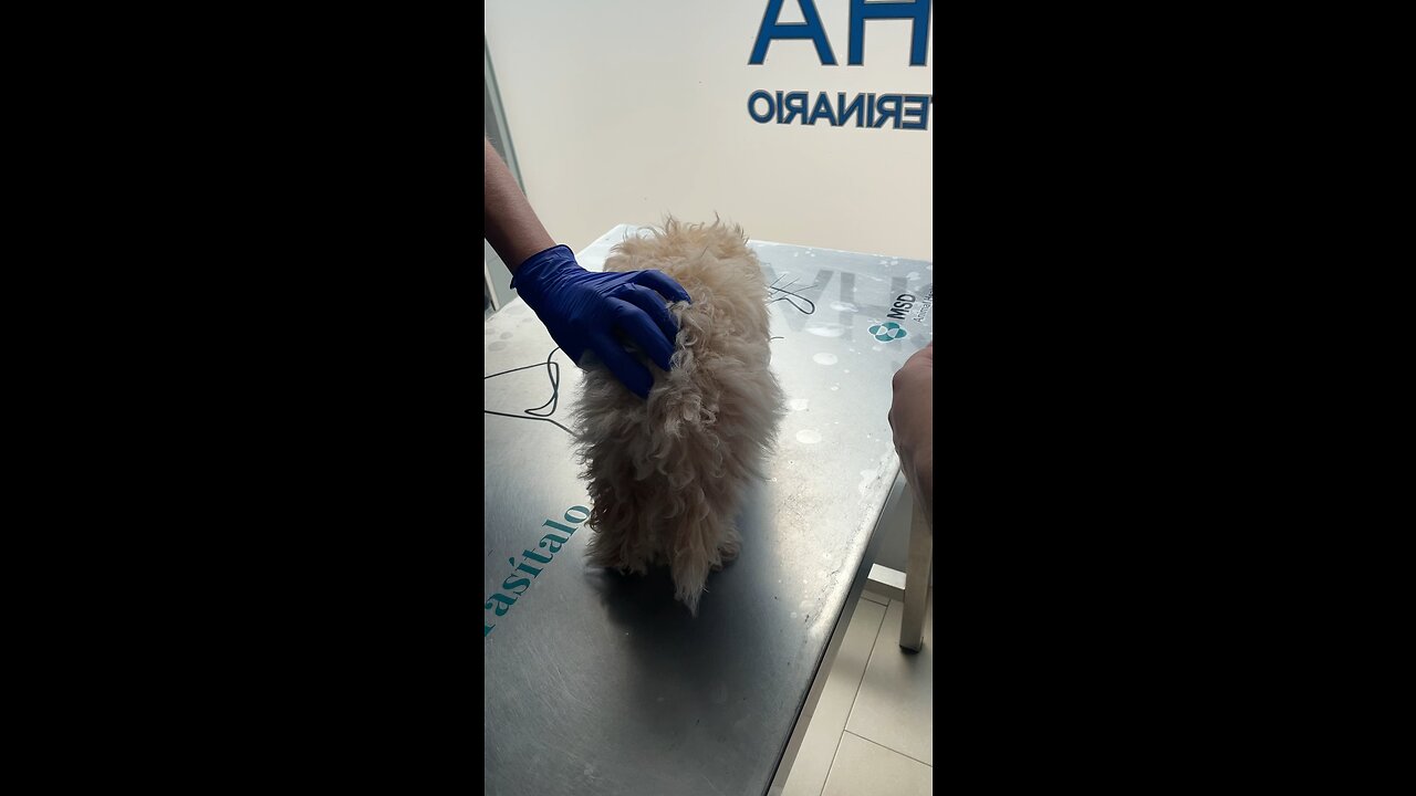 Maltipoo puppy receives her second vaccination