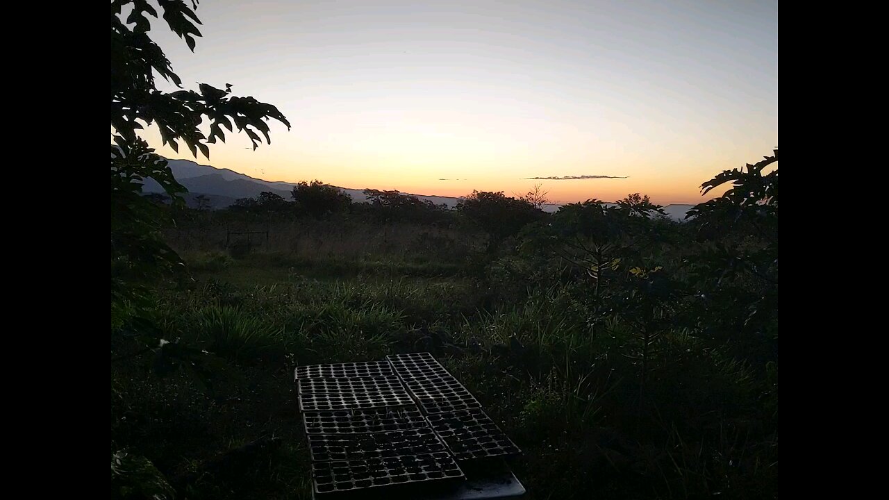 9 Pitties in a Jungle Waking Up