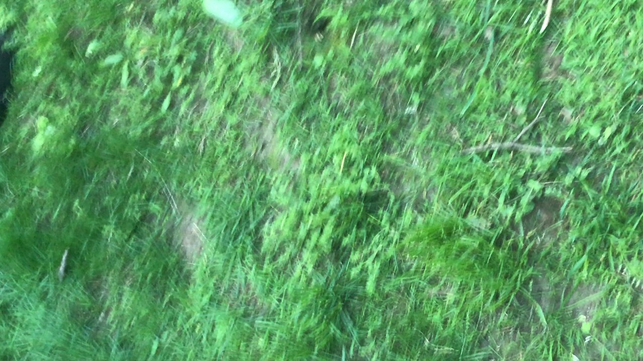 Pickled in grass