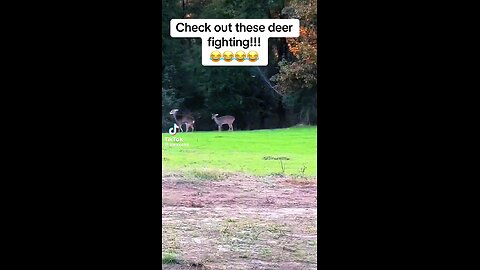 deer fighting