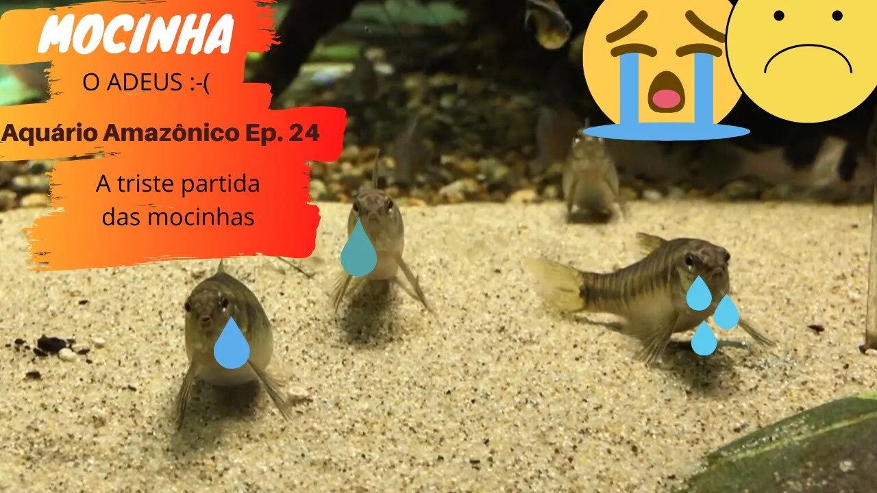 🔴 O Adeus das Mocinhas (Characidium Fasciatum)