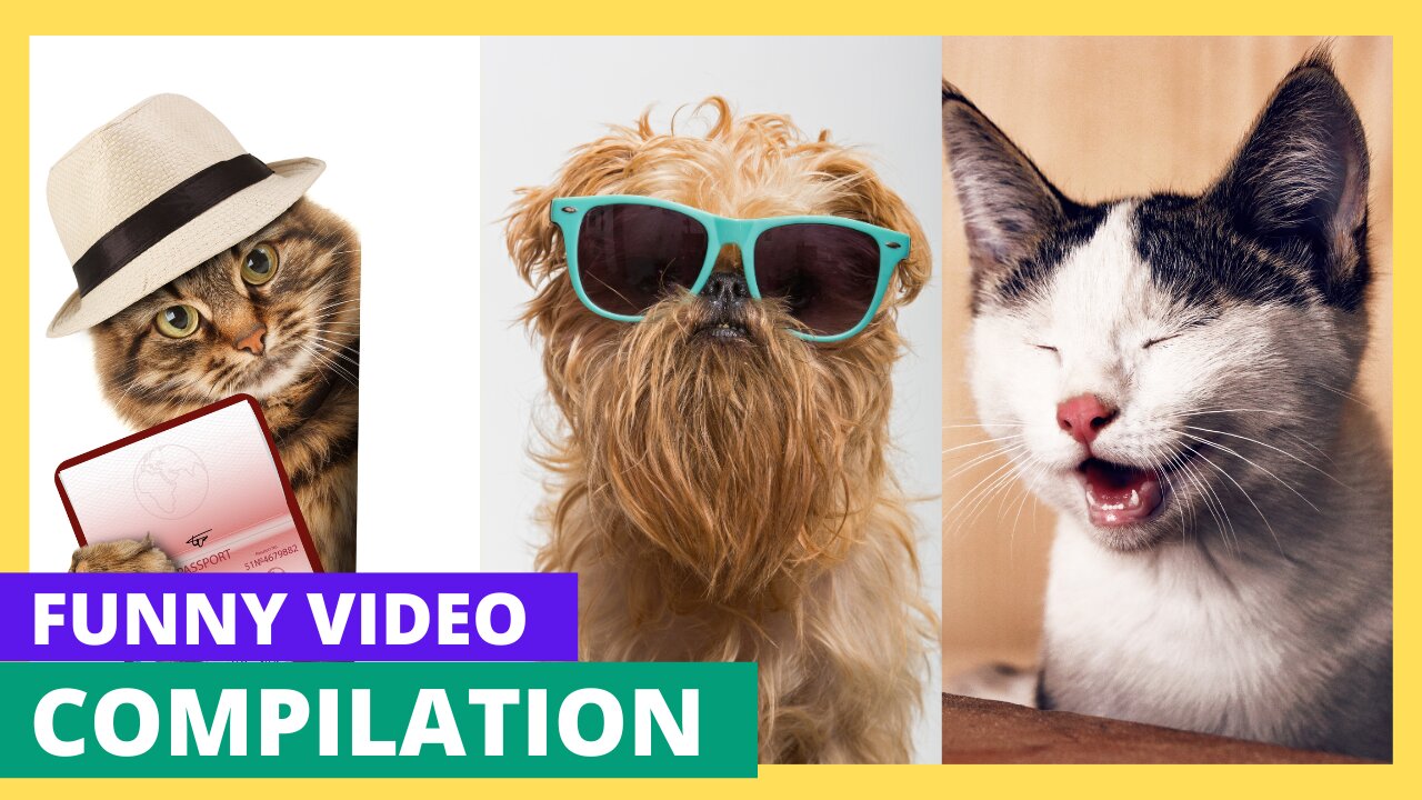 Funny Animal Video (Cats & Dog)-Part 1