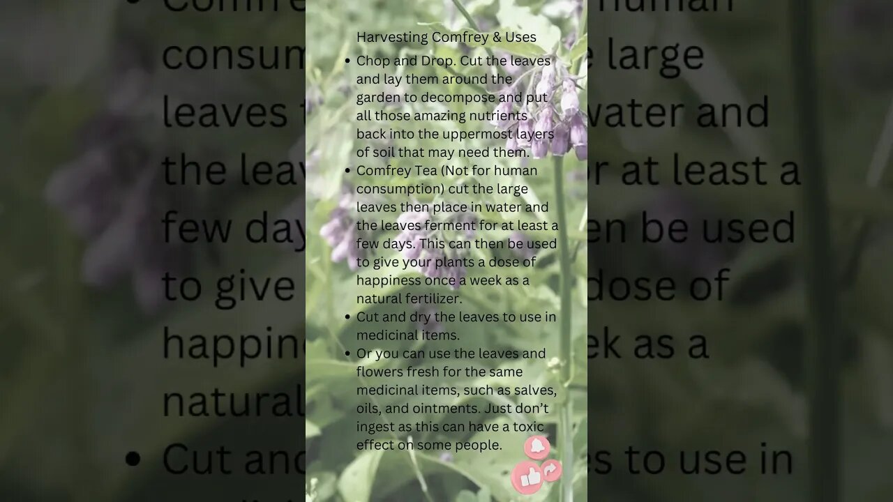 🌿Comfrey Harvesting & Using🌿 #shorts #gardening #homesteading