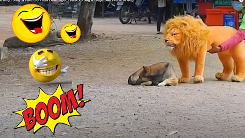 Troll Prank Dog Funny & fake Lion and Fake Tiger Prank To dog & Huge Box Prank to dog funny videos