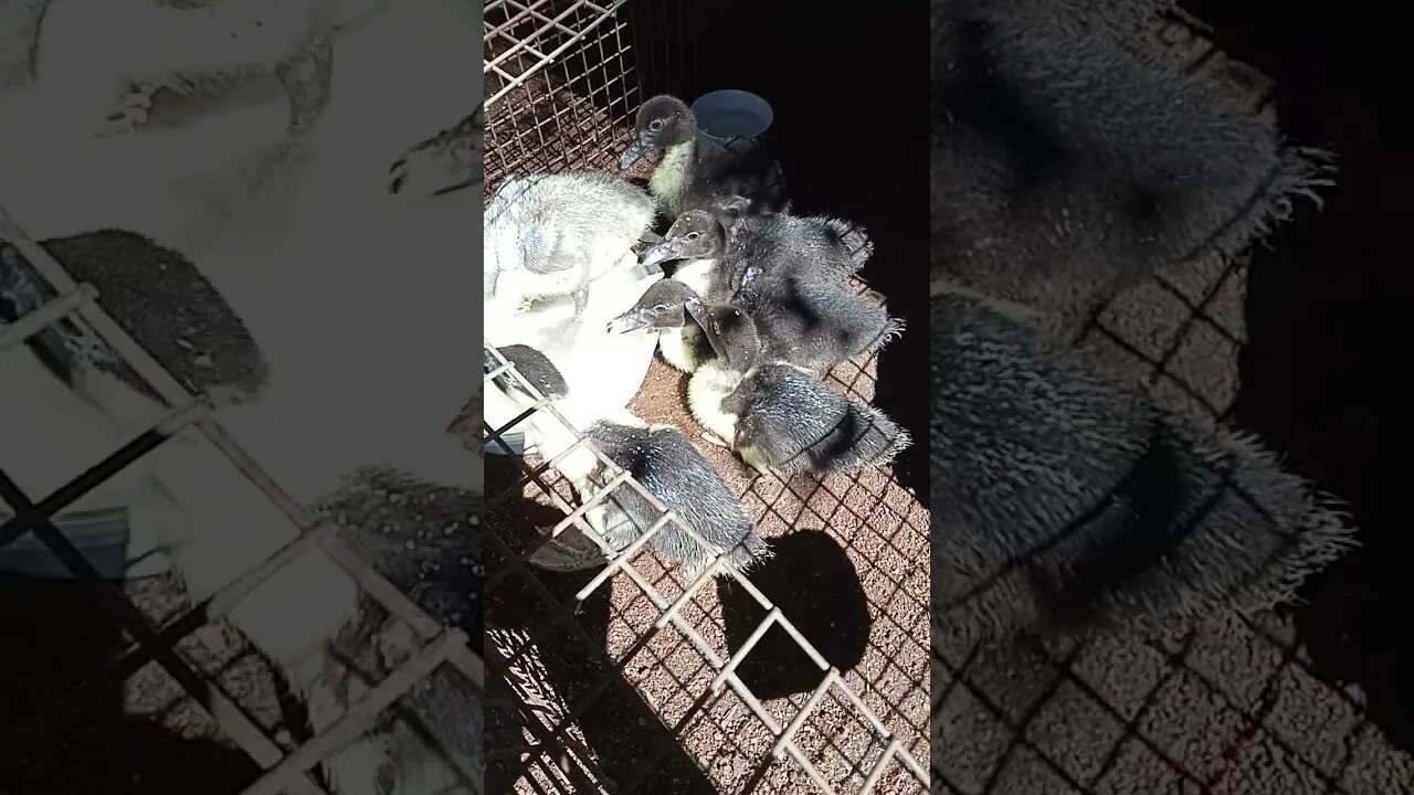 Muscovy Ducklings having a wash, an older video, August 2019