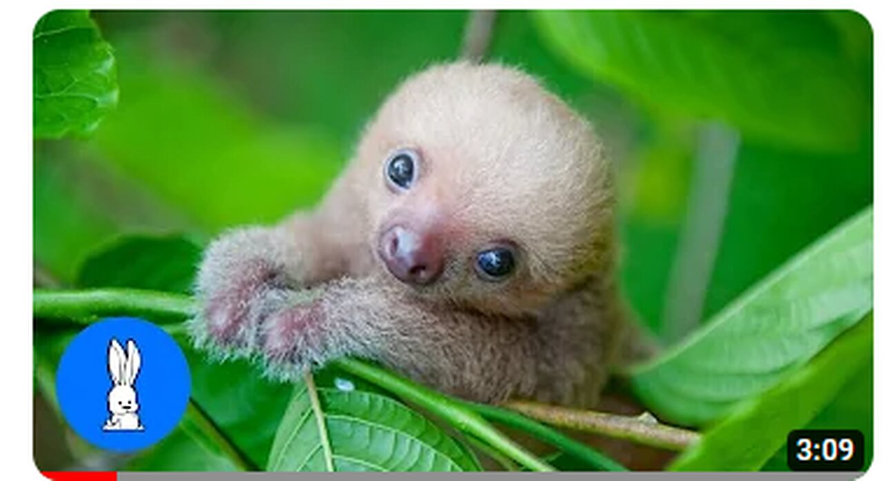 Baby Sloths Being Sloths - FUNNIEST Compilation