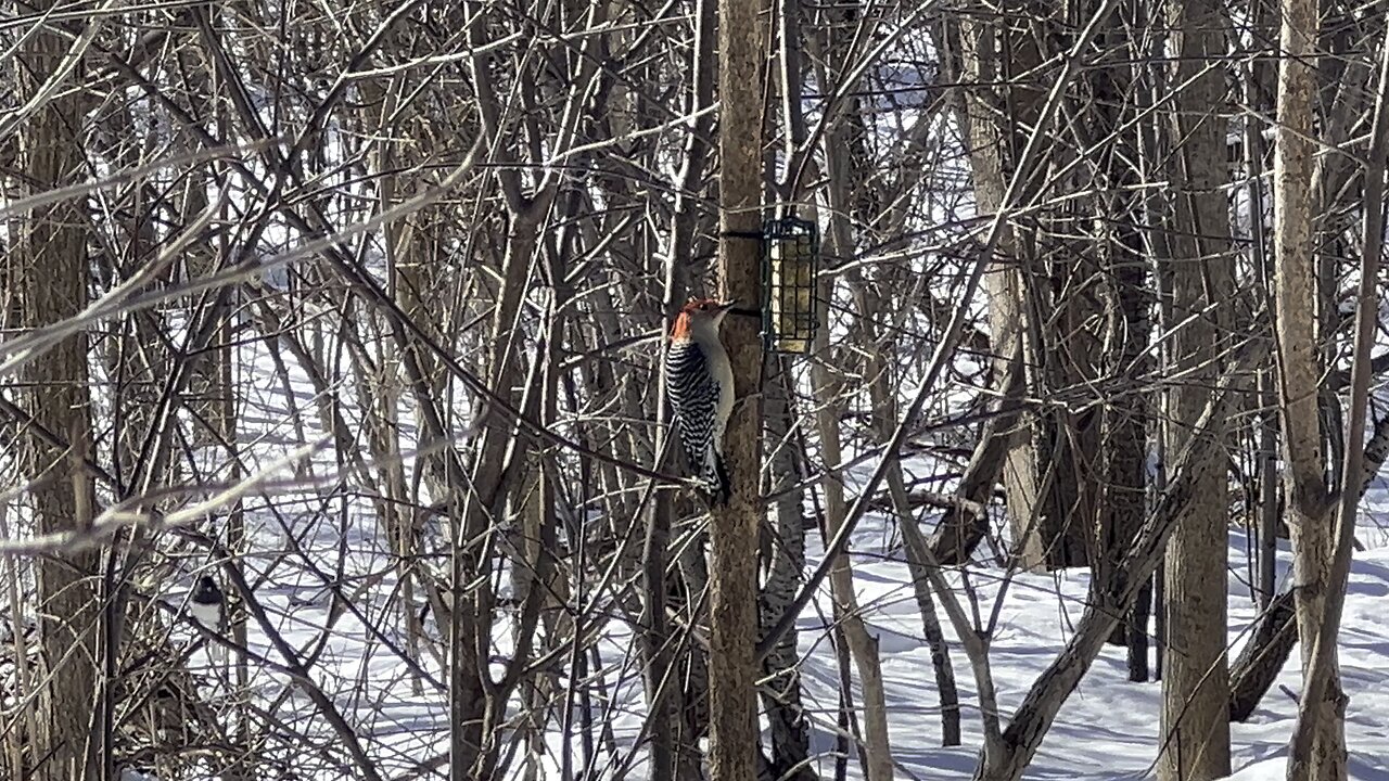 Red-Bellied Wood Pecker
