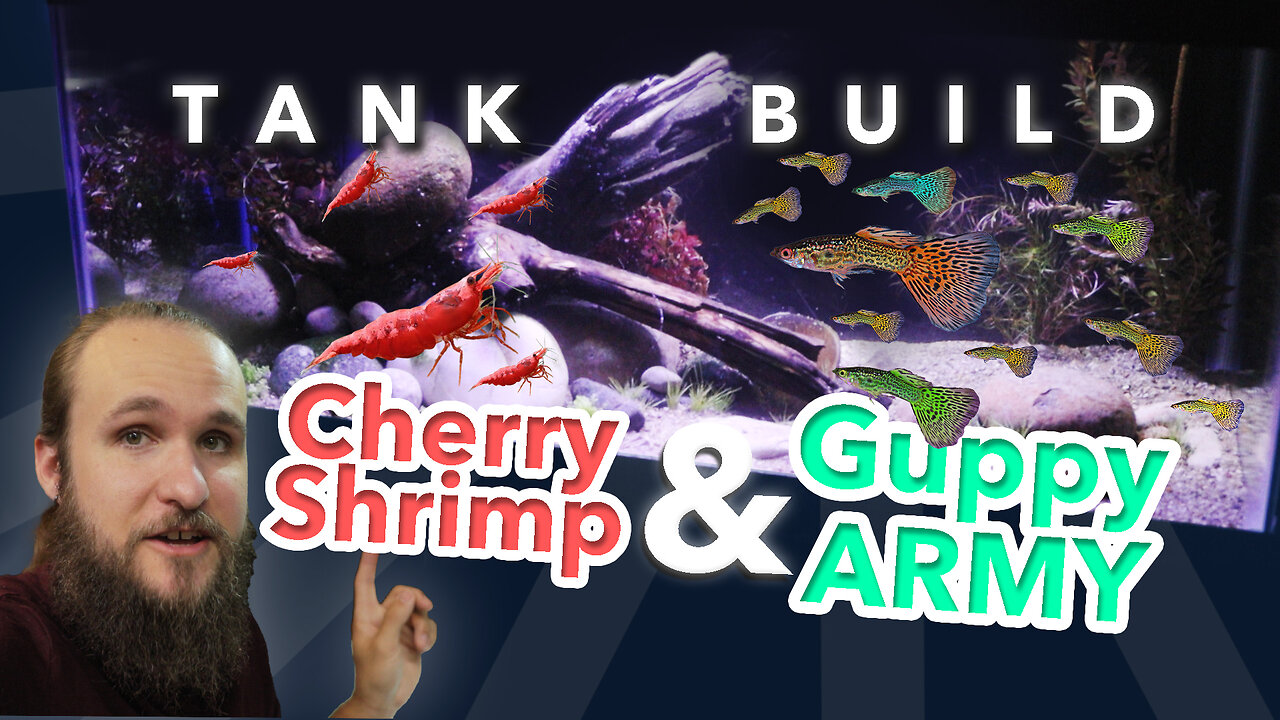 Want a THRIVING Aquarium? I Did It With Guppies & Cherry Shrimp!