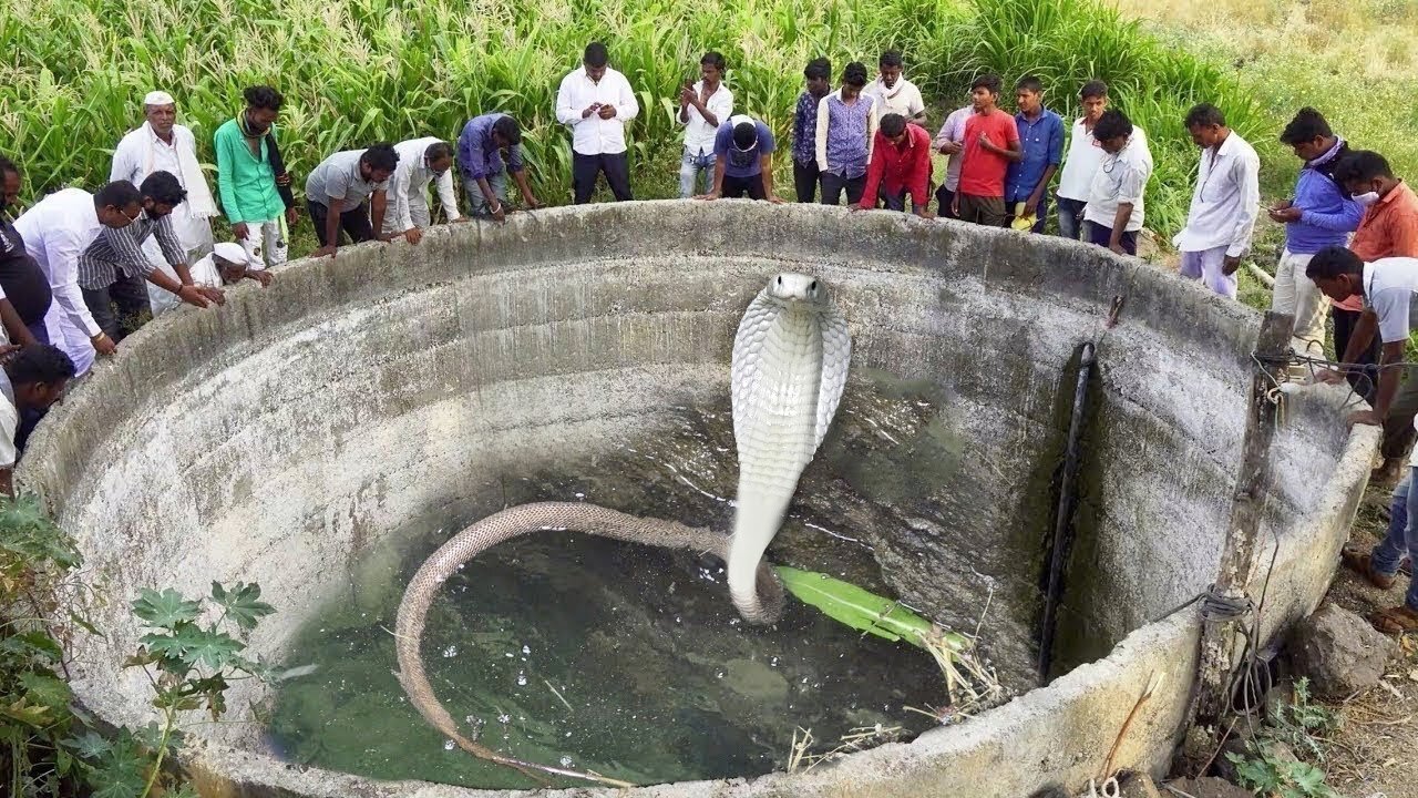 This snake kept the whole village in fear