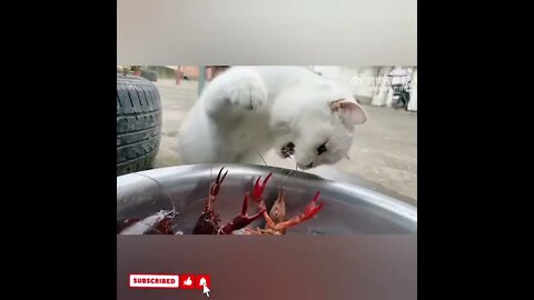 cute cat videos 😹 funny videos 😂1727