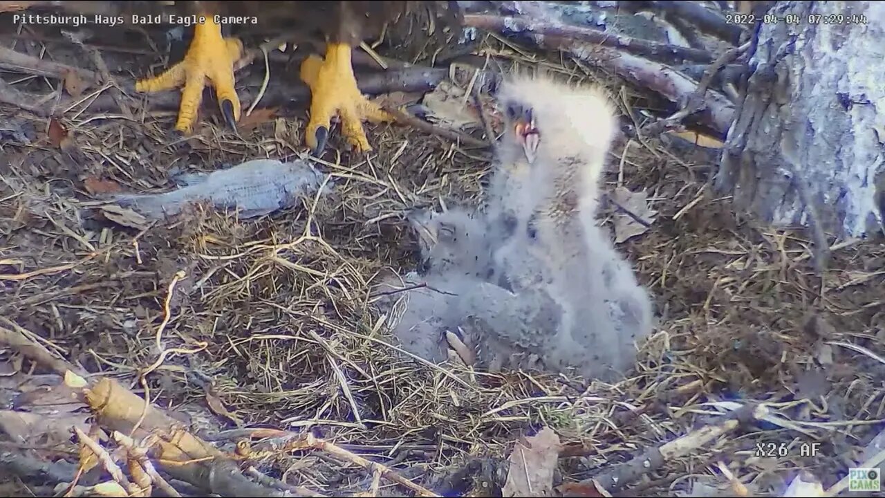 Hays Bald Eagles good look at H16 talon progression to black coloring 2022 04 04 7:29am