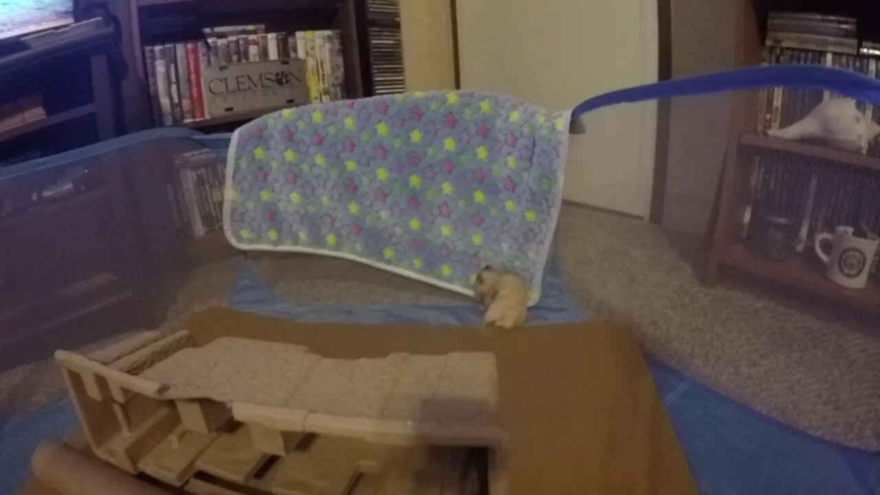 One crazy Hammy right here!