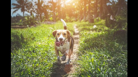 Chicken loaded cute dog - funny and cute dog 🐶🐔