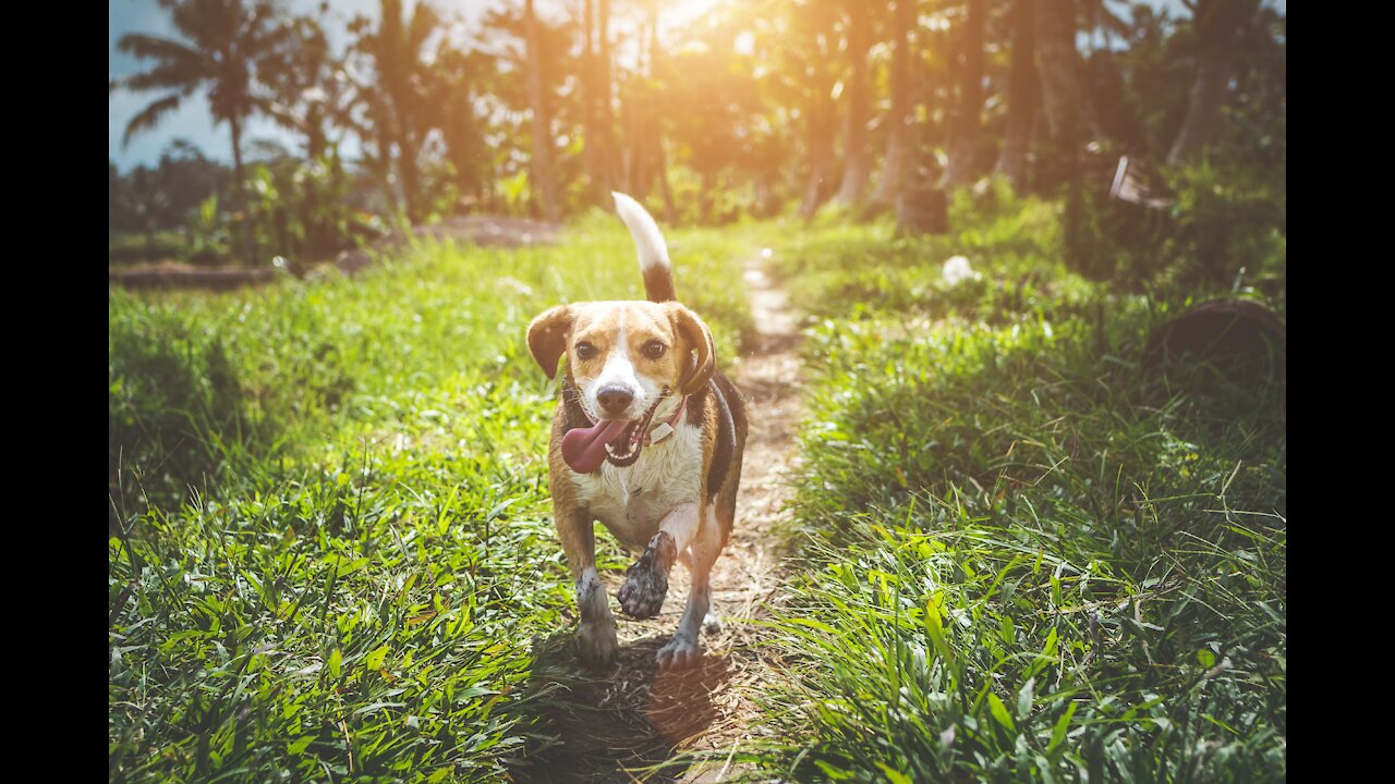 Chicken loaded cute dog - funny and cute dog 🐶🐔