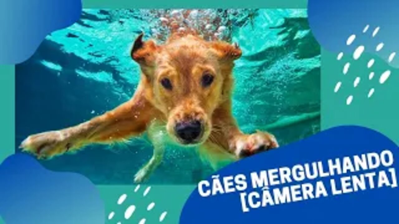 Diving Dogs!! [ IN SLOW MOTION ]