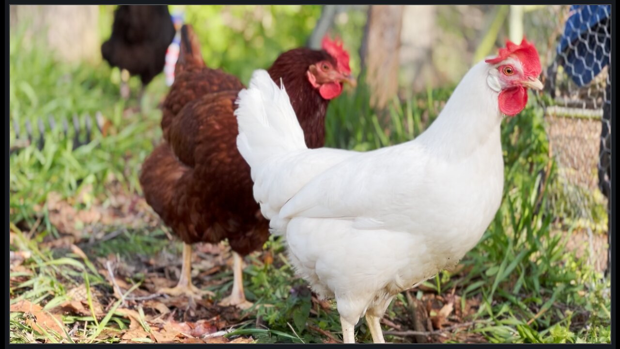 RAW CHICKEN Footage, Uncut & Uncensored Big-Breasted Ladies In The Backyard!