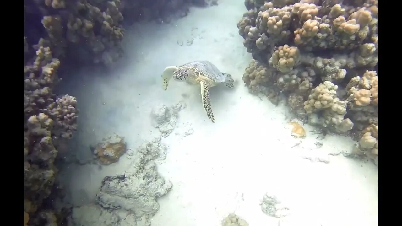 Green Sea Turtle - Oahu