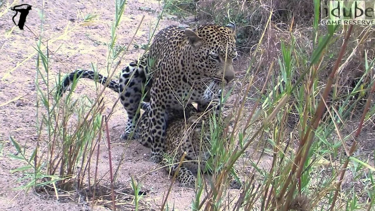 WILDlife: HD Wildlife - Leopards Pairing