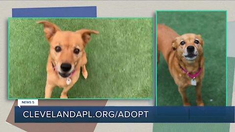 Cleveland APL Pet of the Weekend: Cancer surviving pup named Mia