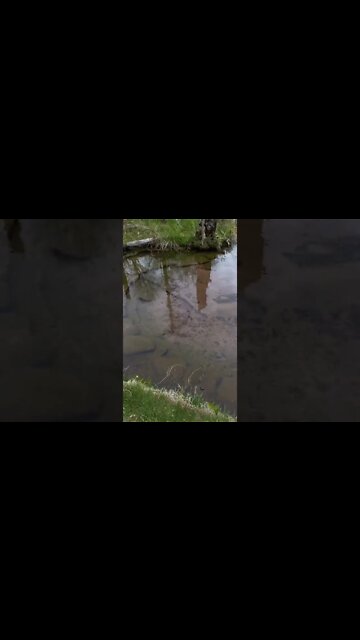 Bubbling Springs at bubbling springs trail