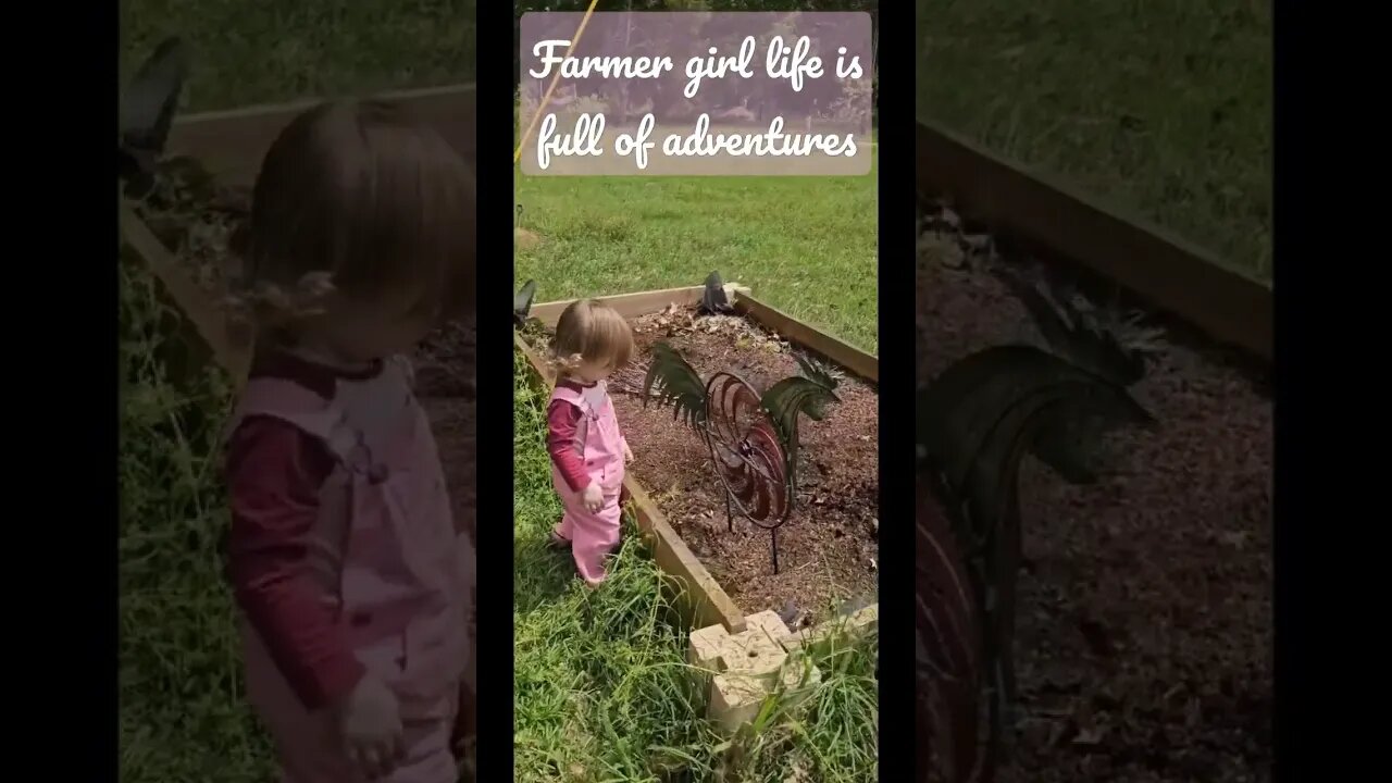 while we work, she plays #shorts #video #farm #homestead #chickens #farmgirl