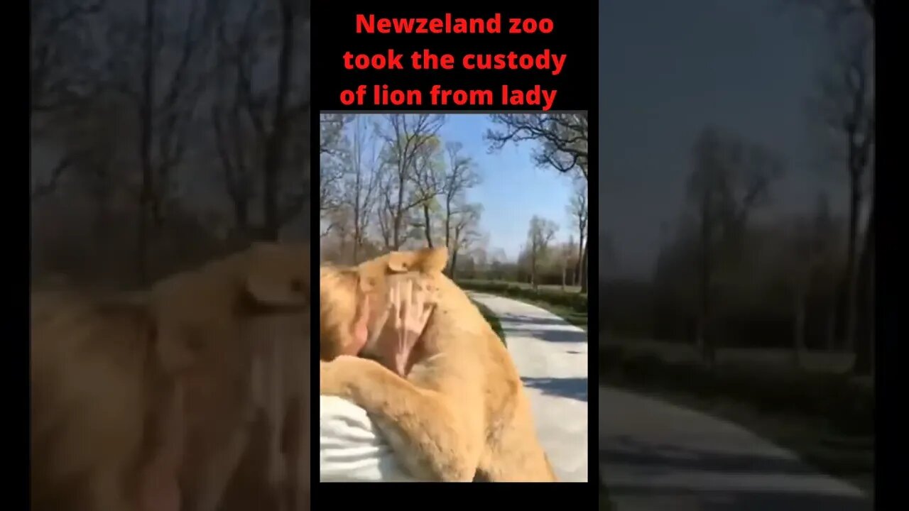 Lion loves when owner return to zoo 🥰