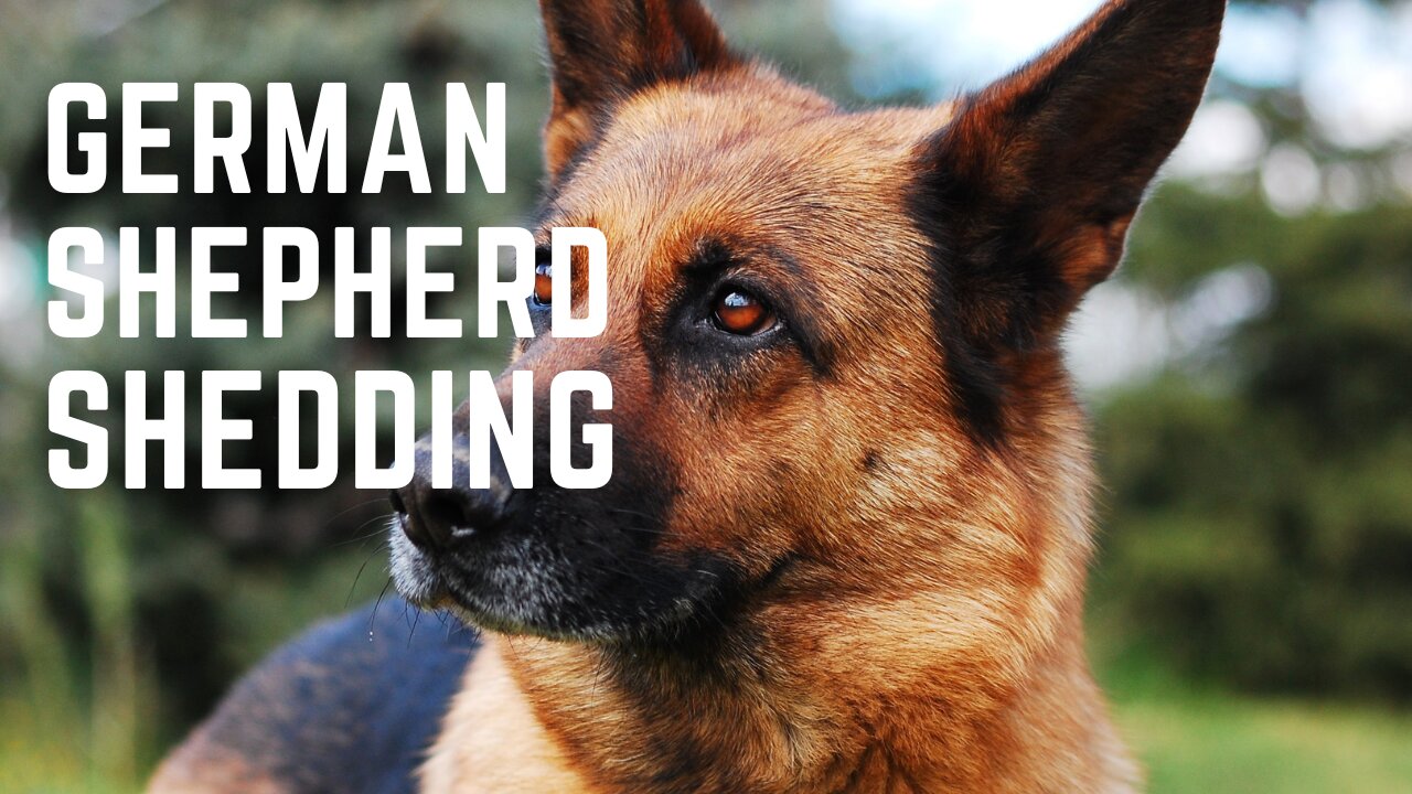 German Shepherd Shedding