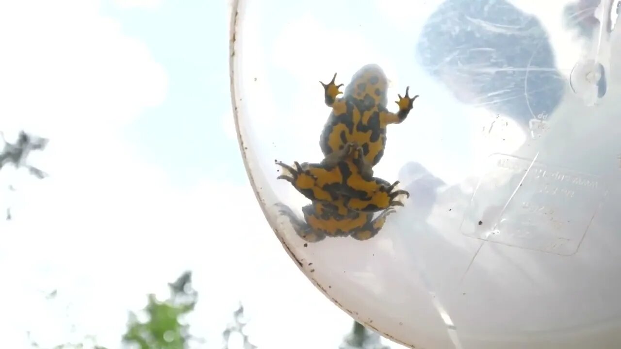 Two yellow bellied toad during an amplexus View from under a transparent bucket