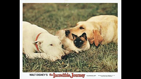 "The Incredible Journey" (1963) A Walt Disney Film