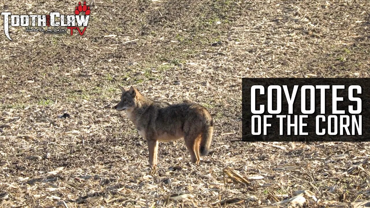 Coyotes Of The Corn - Coyote Hunting