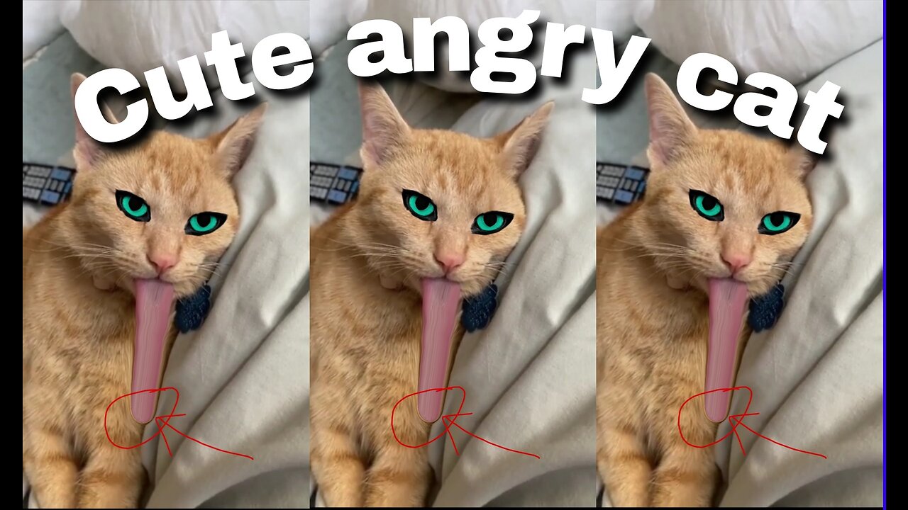 Cat funny viral video so cute