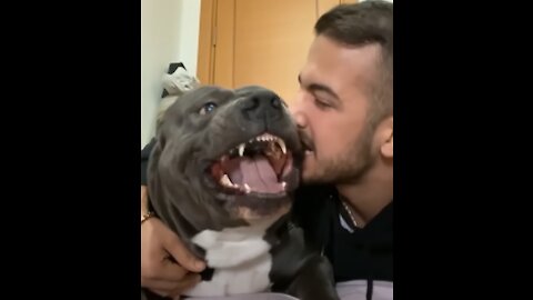 super funny dogs videos vol #01