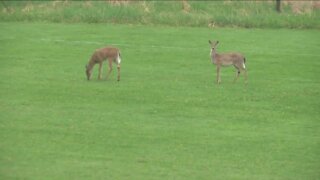 Wisconsin DNR warns drivers to be on the lookout as deer-related crashes increase